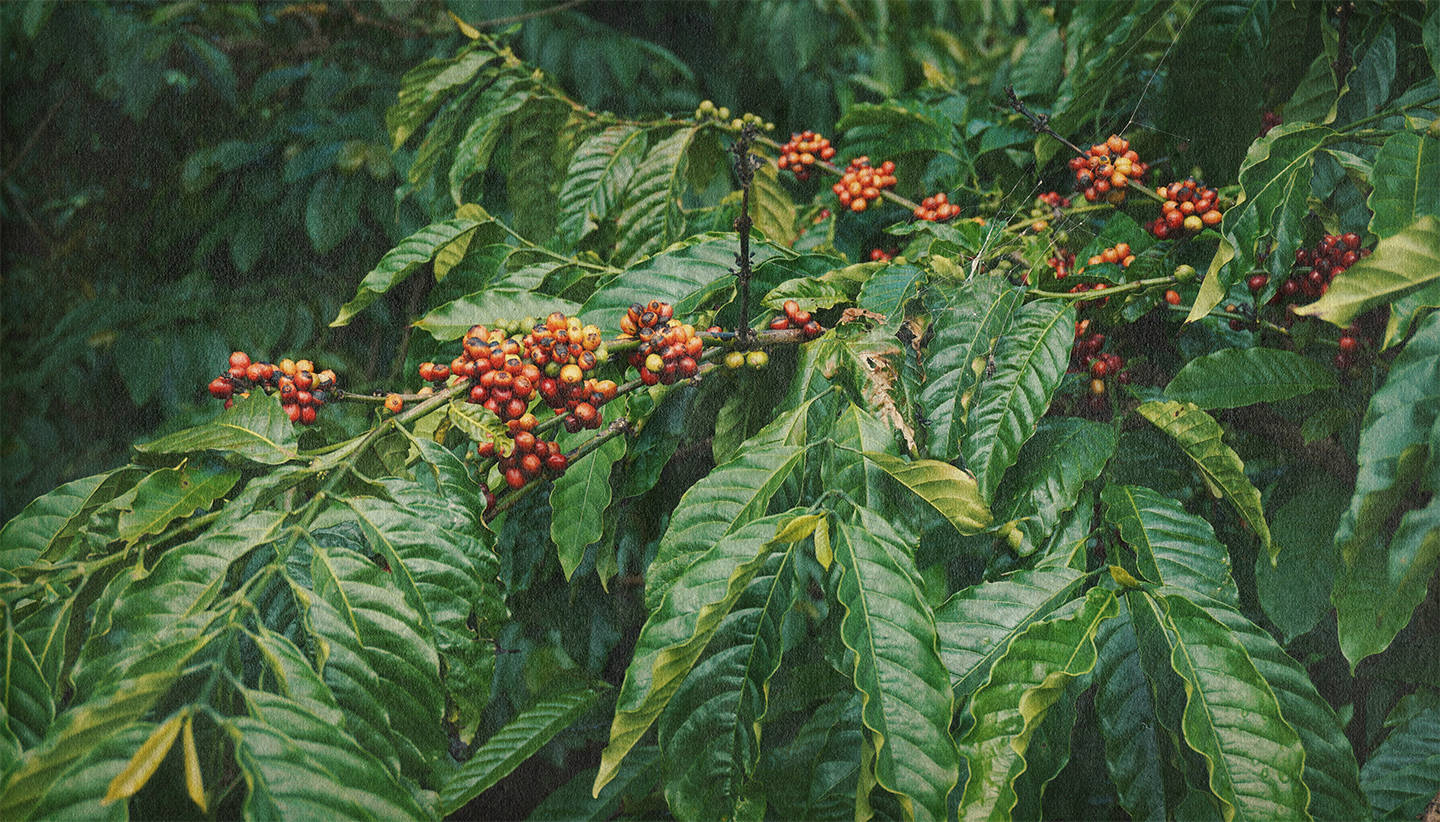 Coffee plant with red and yellow coffee cherries on green leaves.